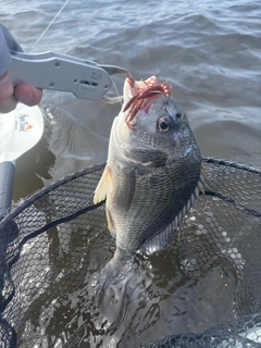 キビレの釣果