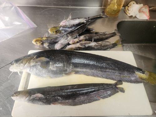 マナマズの釣果