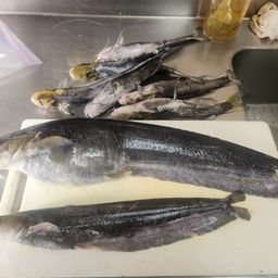マナマズ