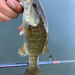 スモールマウスバス