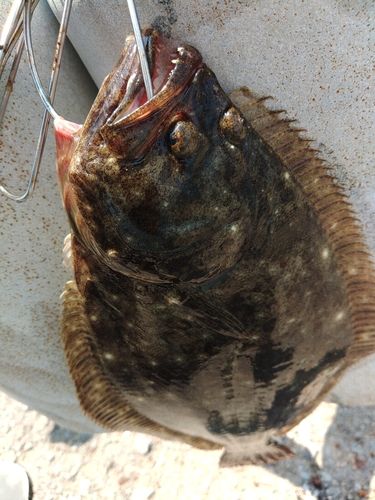 ソゲの釣果