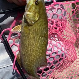 スモールマウスバス