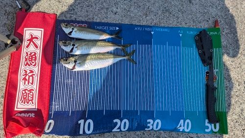 アジの釣果
