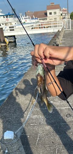 ブルーギルの釣果