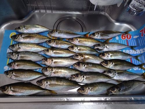 アジの釣果