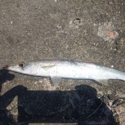 カマス
