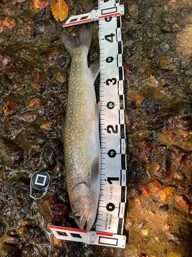 イワナの釣果