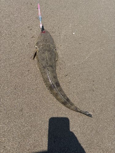 マゴチの釣果