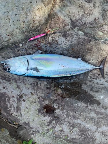 マルソウダの釣果