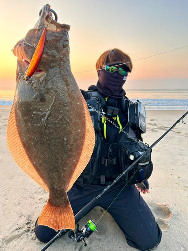 ヒラメの釣果