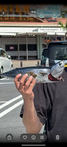 ソウダガツオの釣果