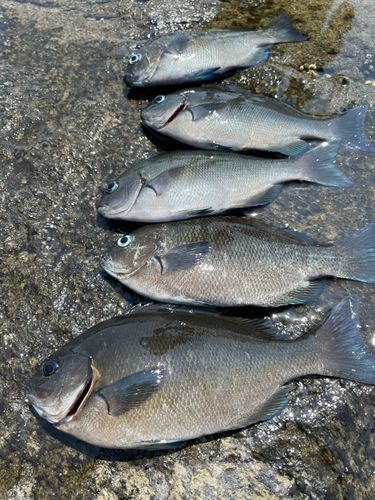メジナの釣果