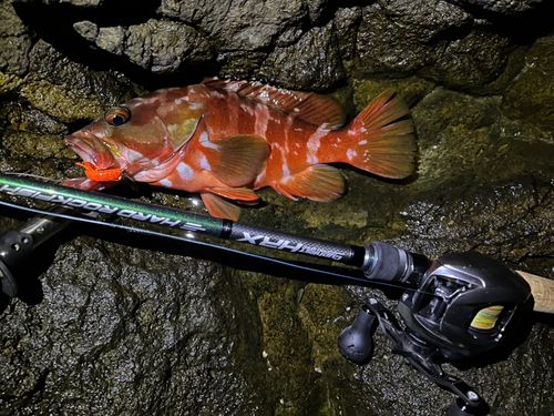 アカハタの釣果