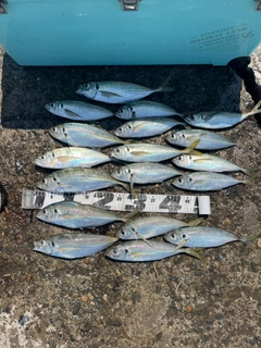 アジの釣果