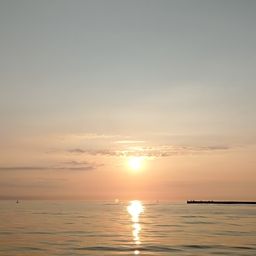 ショウサイフグ