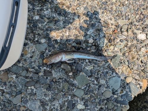 ハゼの釣果