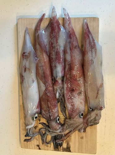 アカイカの釣果