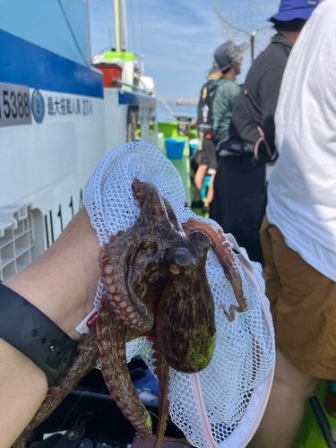マダコの釣果