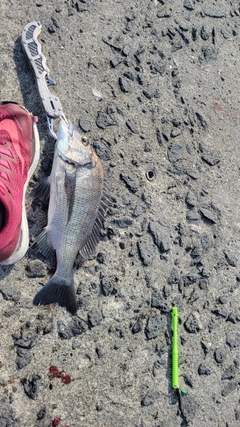 チヌの釣果