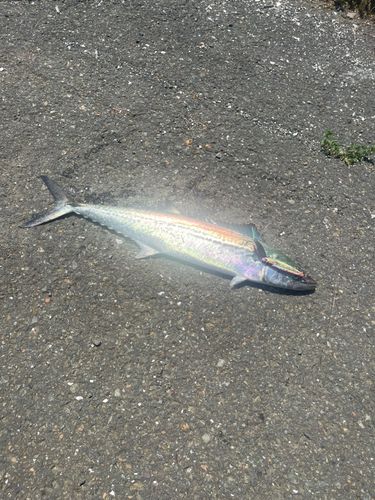 サゴシの釣果