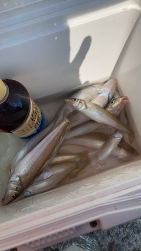 シロギスの釣果