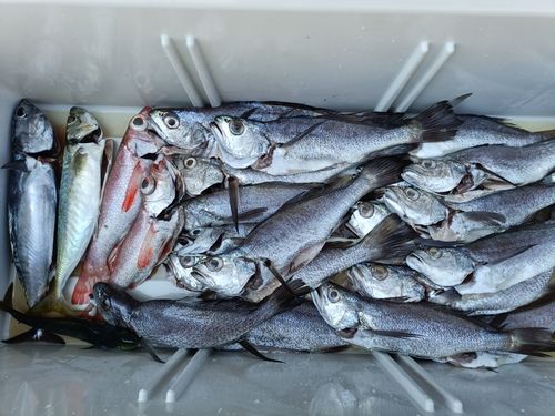 ムツの釣果