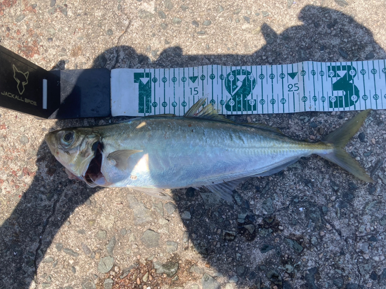 JACKALL BRS-S96ML-LSJ LIGHT SHORE JIGGING/SPINNING 2.9m max