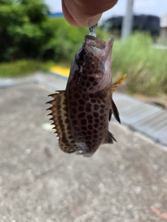 オオモンハタの釣果