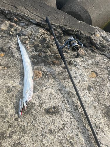 タチウオの釣果