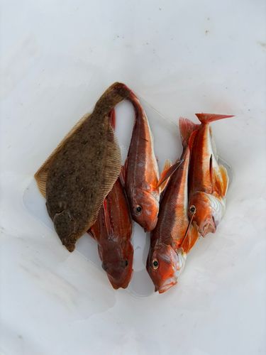 カナガシラの釣果