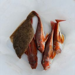 カナガシラ