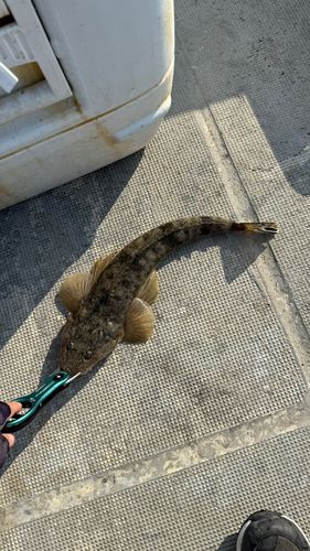 マゴチの釣果