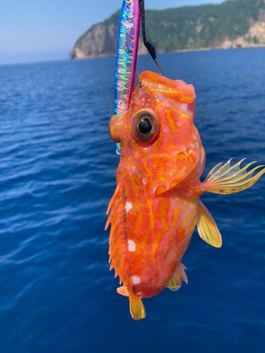 アヤメカサゴの釣果