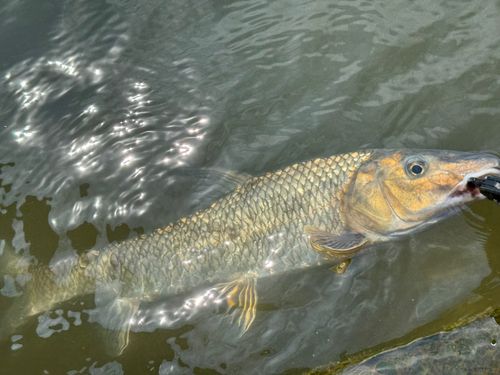 ニゴイの釣果