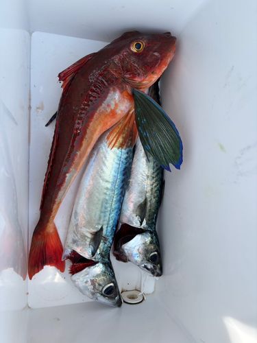 ホウボウの釣果