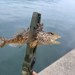 ガシラ