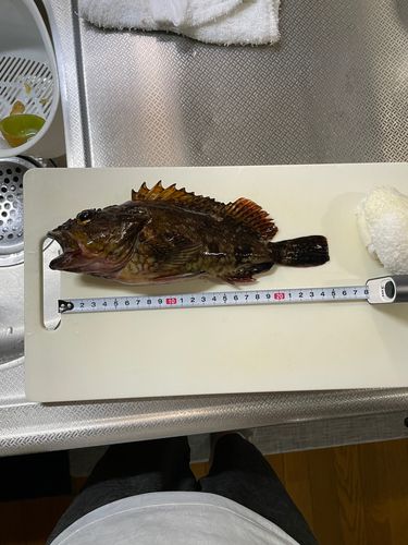 カサゴの釣果
