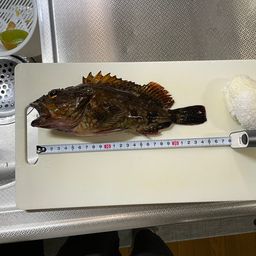 カサゴ