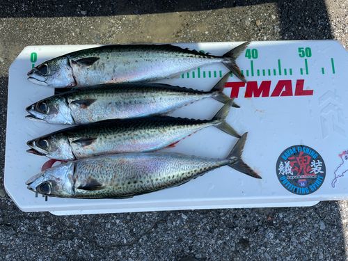 サバの釣果