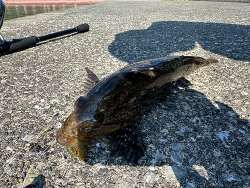 アイナメの釣果