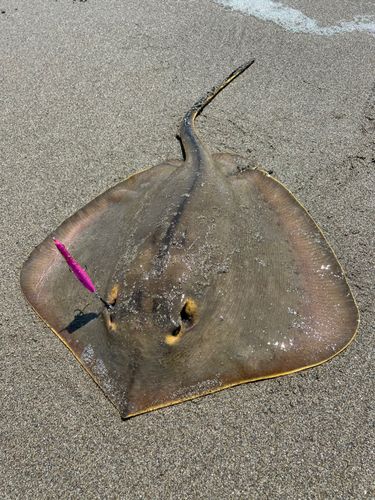 アカエイの釣果