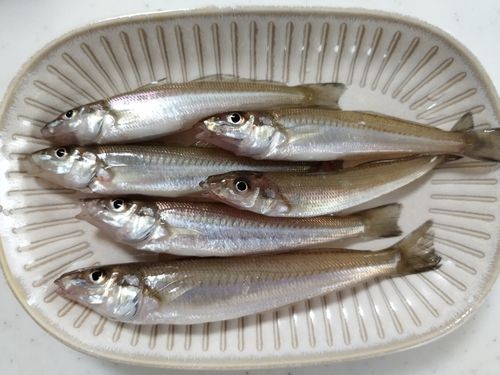 キスの釣果