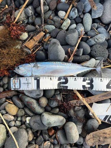 ソウダガツオの釣果