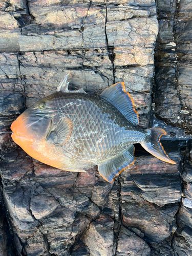 ゴマモンガラの釣果