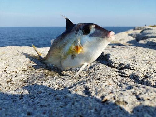 ギマの釣果