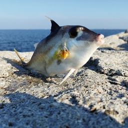 ギマ