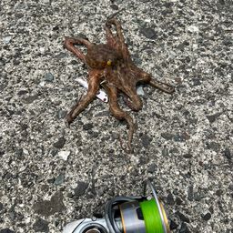 タコ