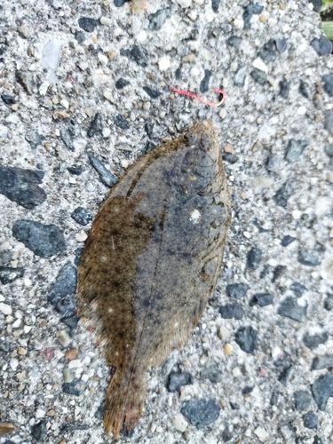 カレイの釣果