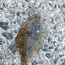 カレイ