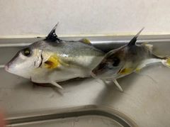 ギマの釣果